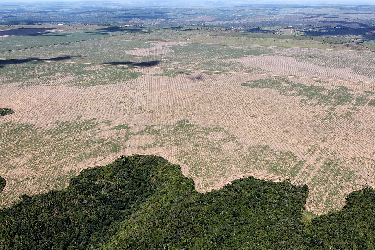 Deforestation