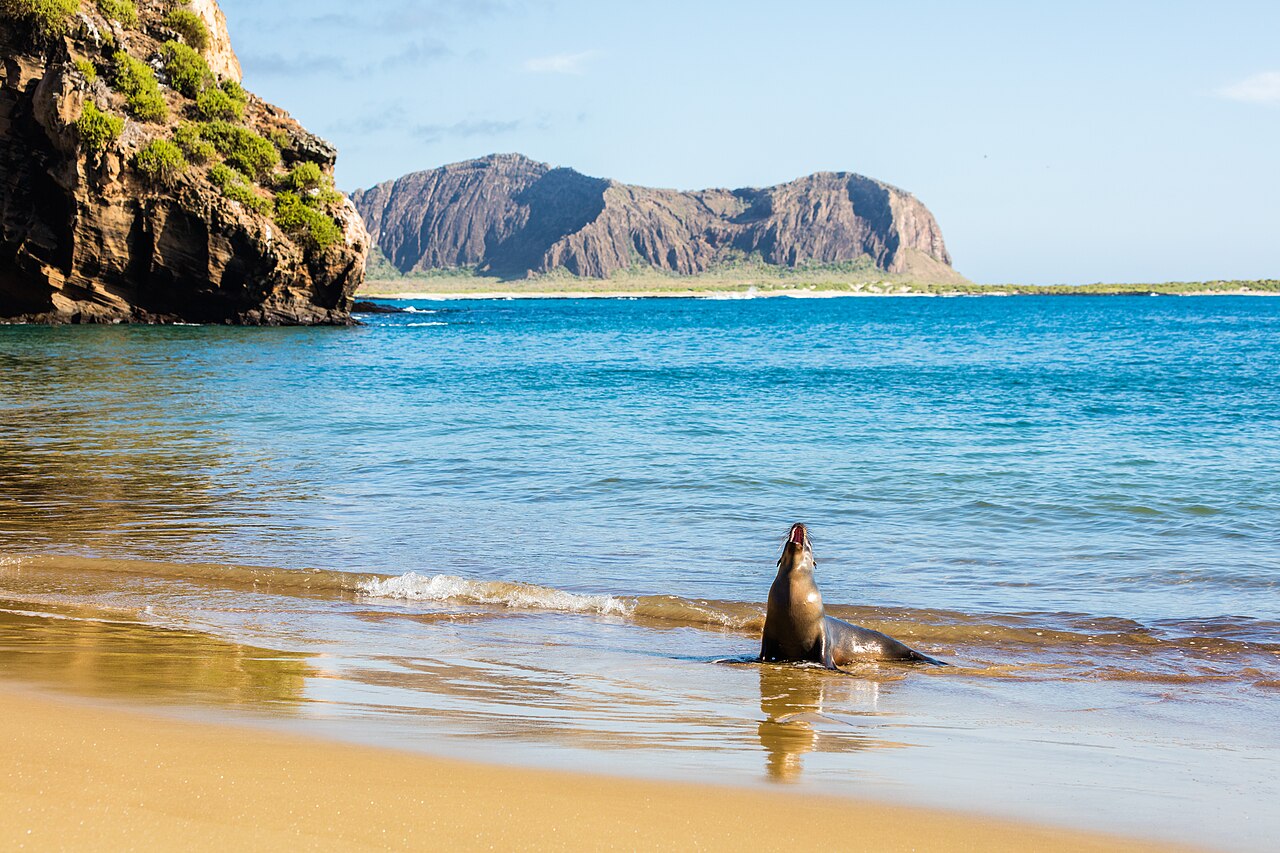 A sleepy sea lion rests on a Galapagos beach.
