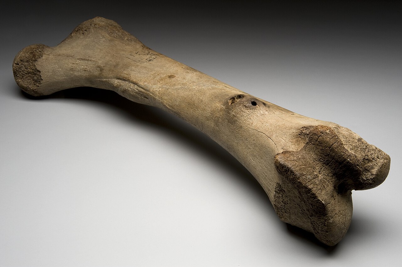 Bones