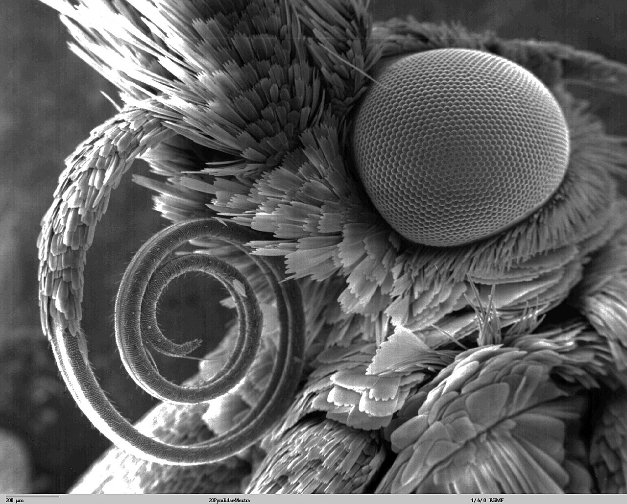 A super close-up of a tiny moth's mouth and head.