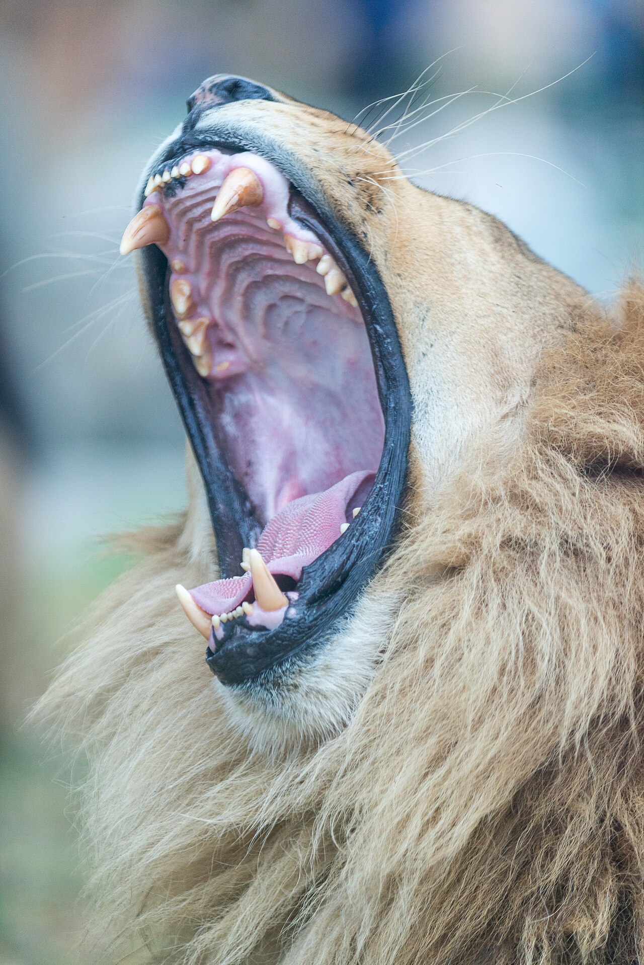 The Mouth