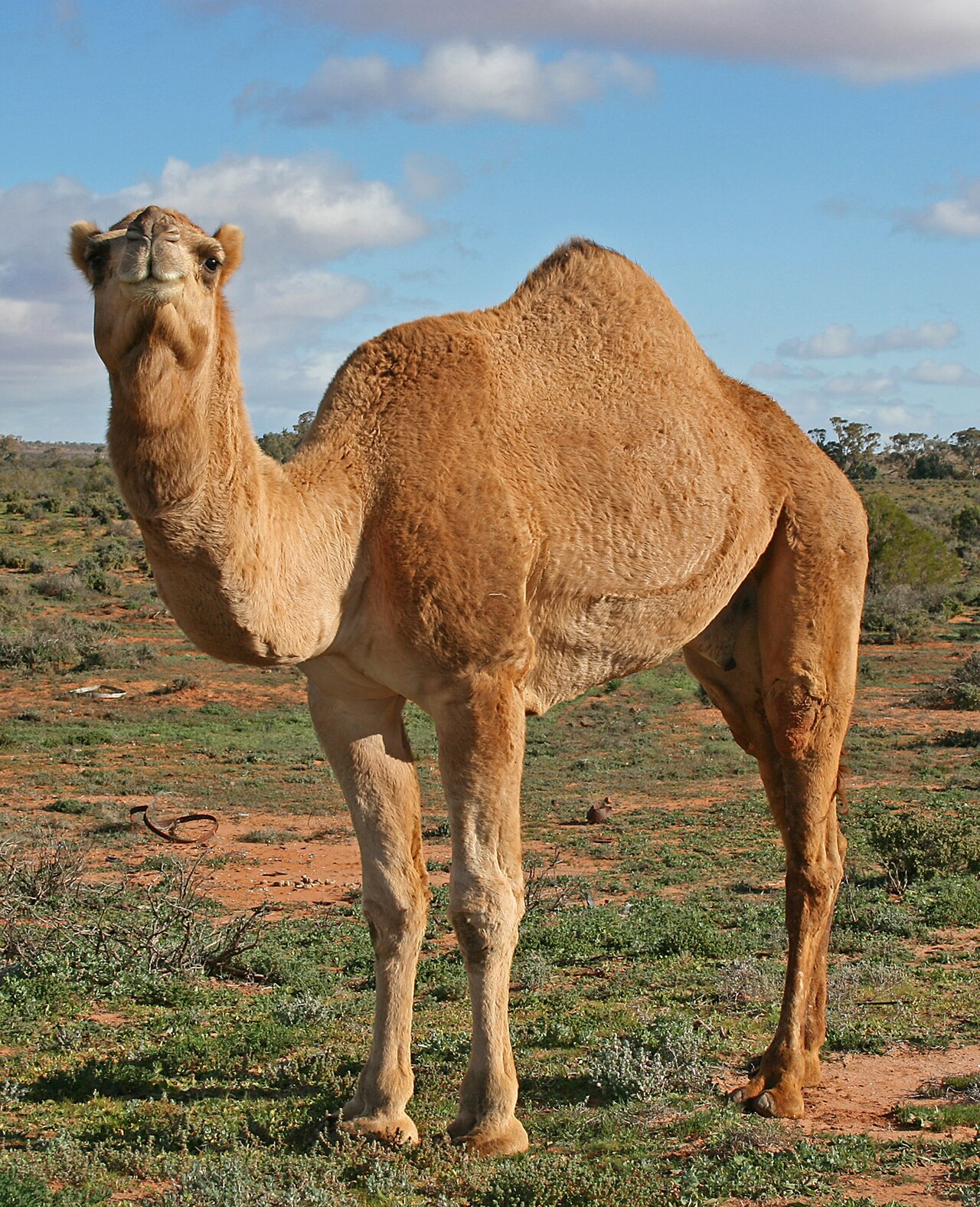 Camels