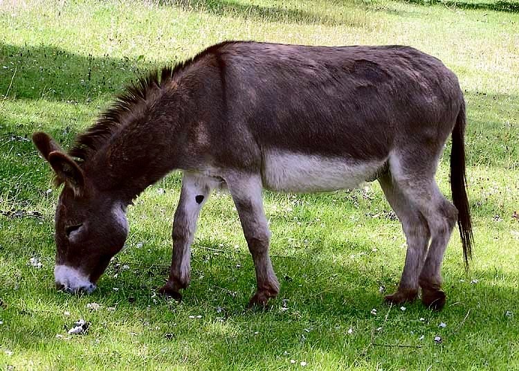 Donkeys