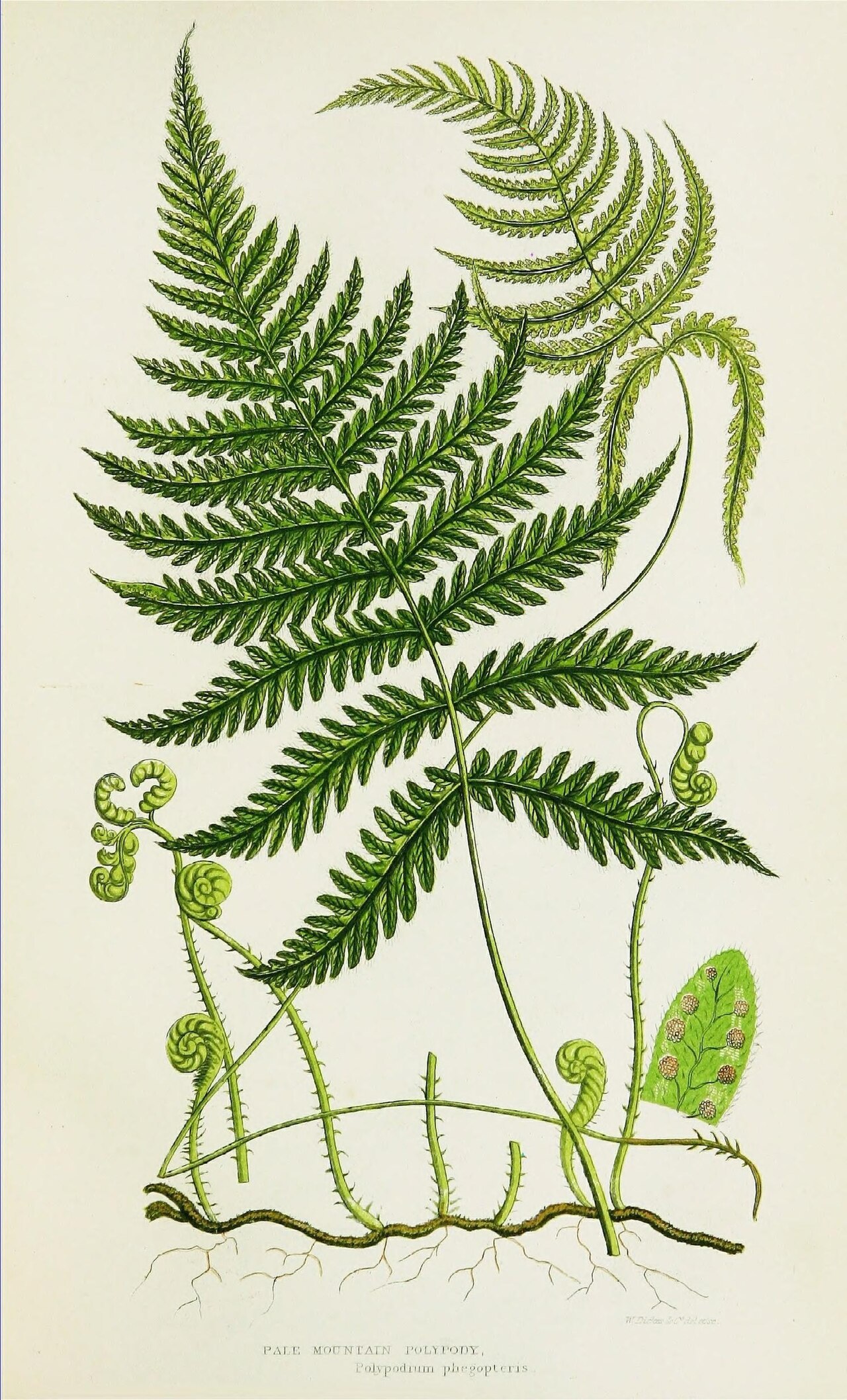 Ferns