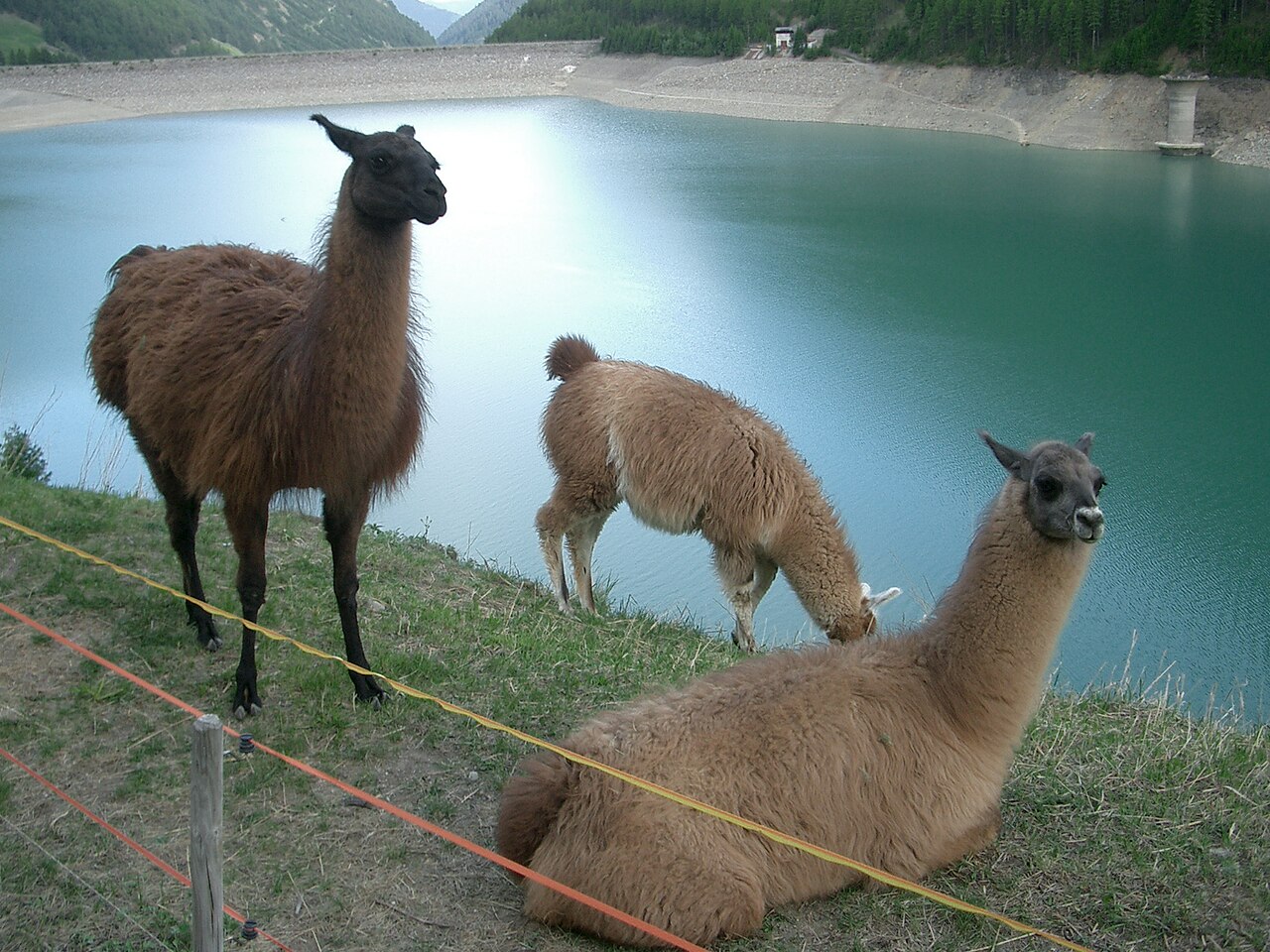Llamas