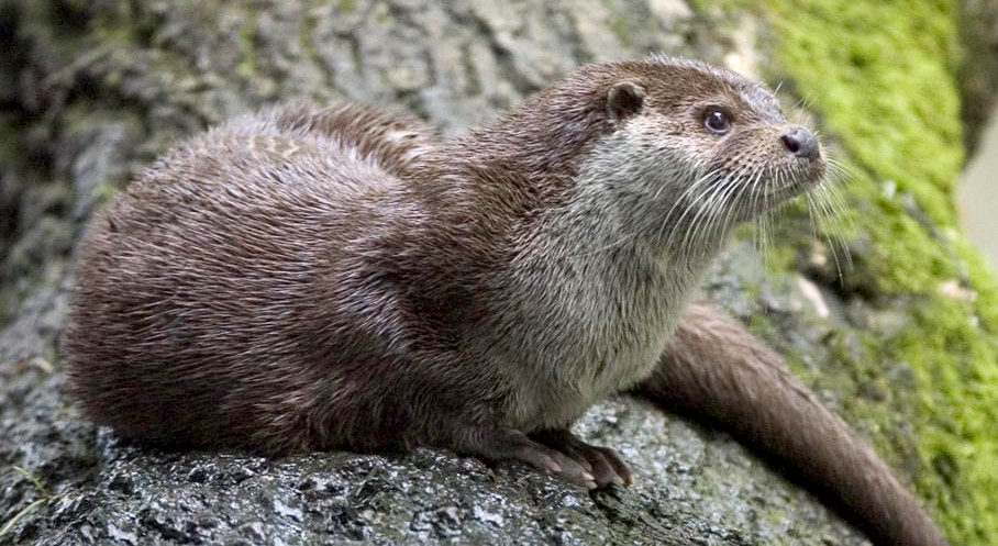 Otters