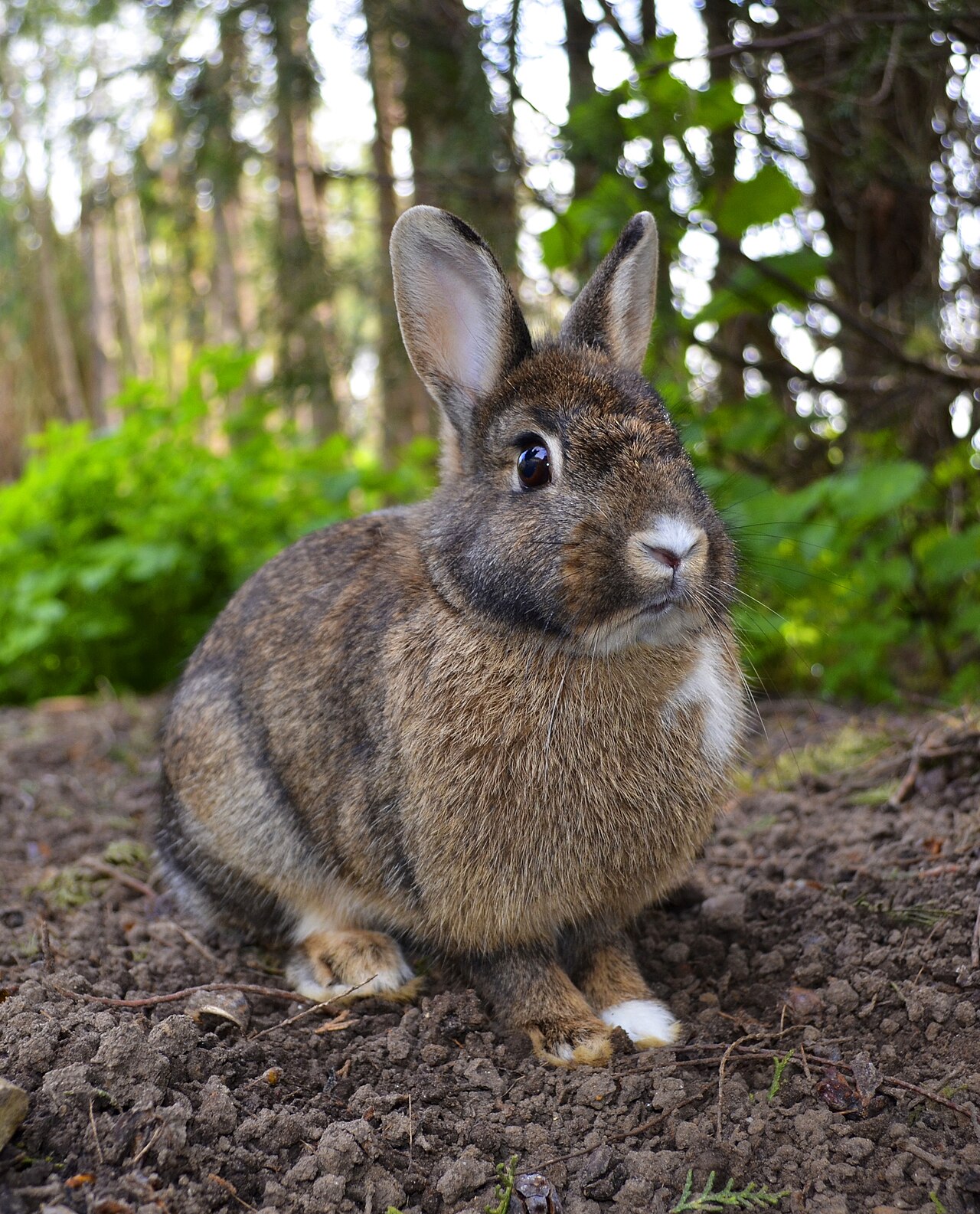 Rabbits