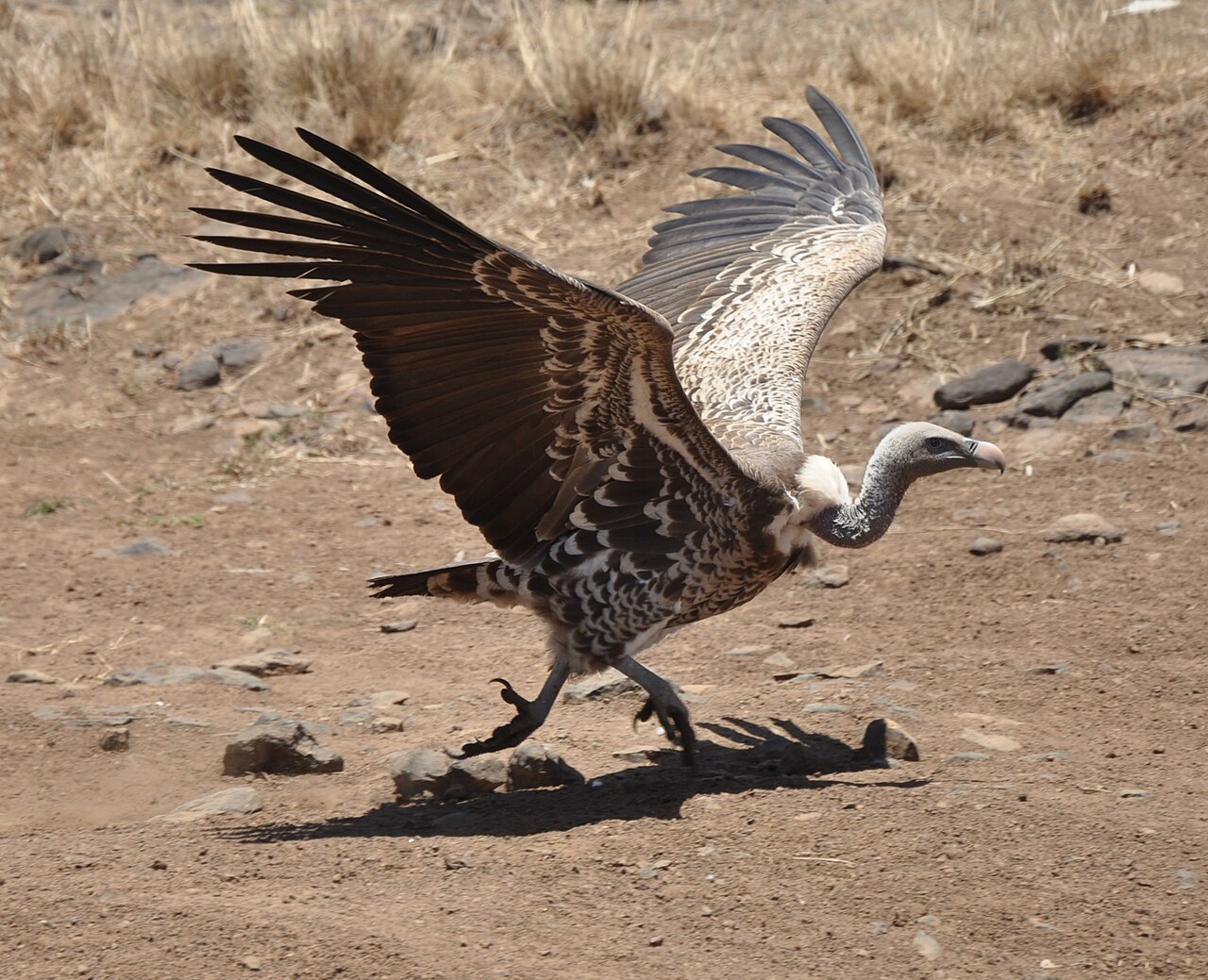 Vultures