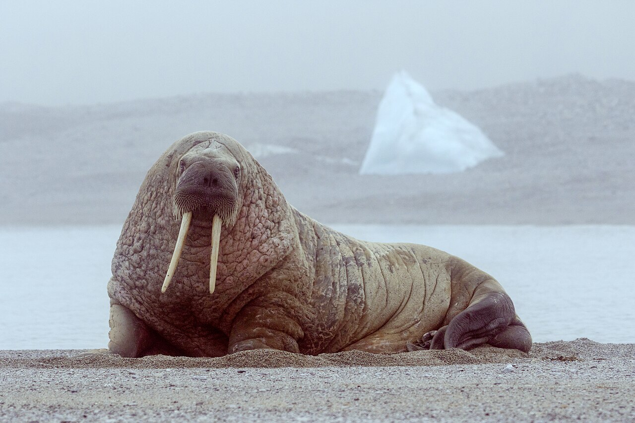 Walruses resting together in the cold arctic.