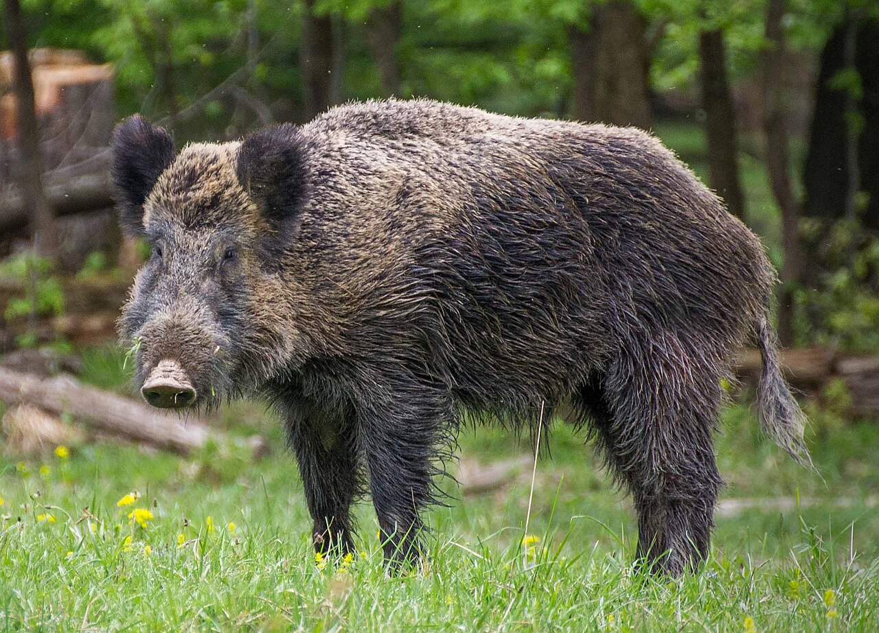Wild Boars