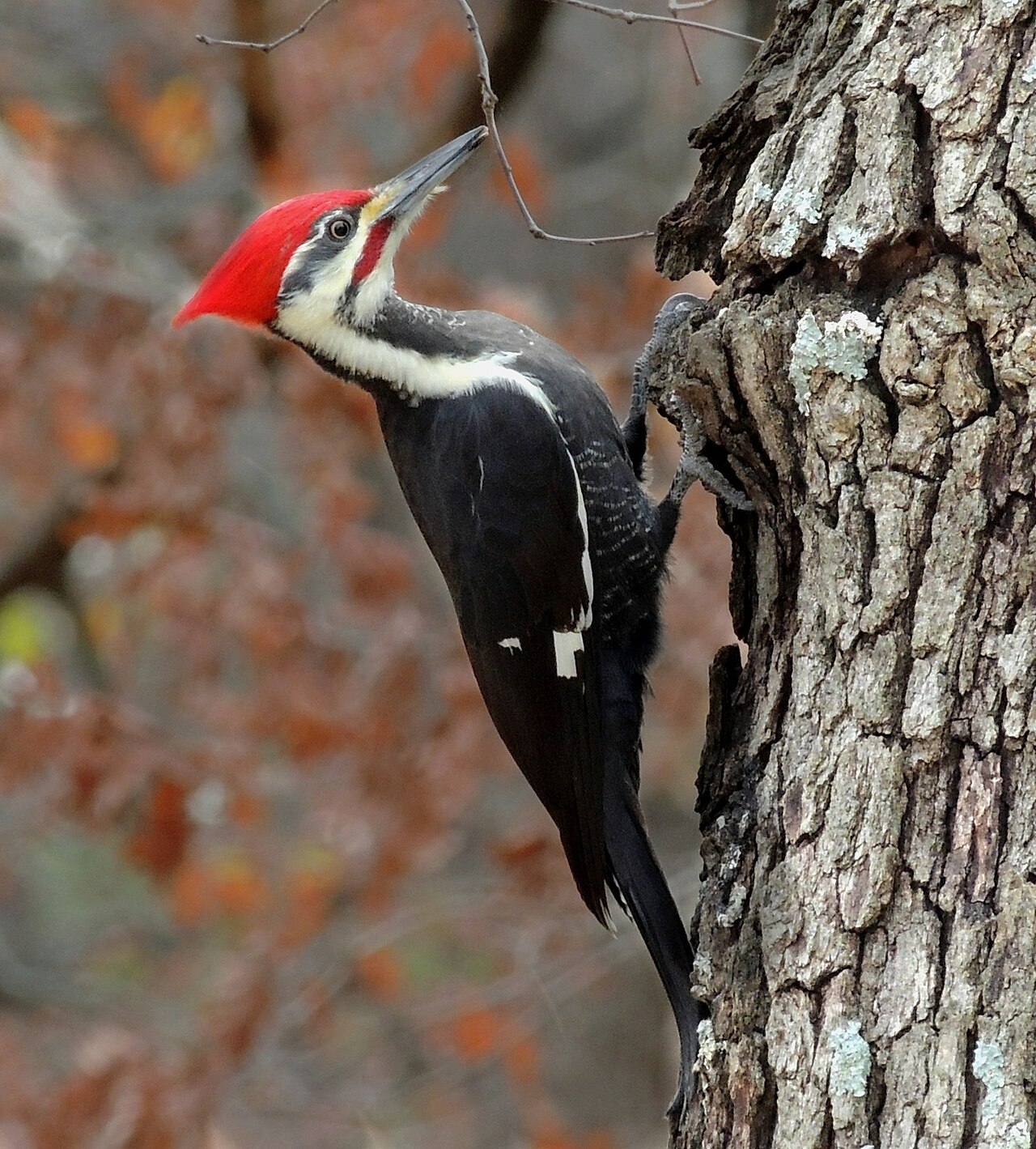 A pileated woodpecker pecking at a tree trunk.
