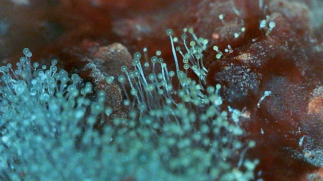 Mold
